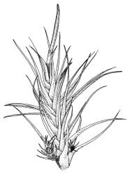 Holomitrium trichopodum, portion of shoot with perichaetium and dwarf epiphytic males, moist. Drawn from B.H. Macmillan 89/83, CHR 385643.
 Image: R.C. Wagstaff © Landcare Research 2018 